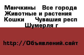 Манчкины - Все города Животные и растения » Кошки   . Чувашия респ.,Шумерля г.